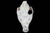 Oreodont (Merycoidodon) Partial Skull - Wyoming #77930-1